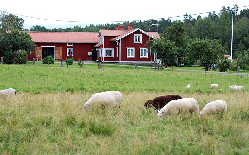 Landsbygden med röda hus och får på ängsmark i förgrunden 